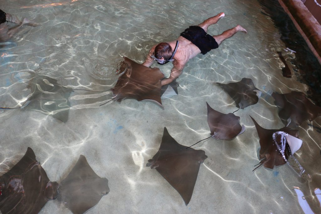 Man Snorkeling with Stingray at Gulf World Marine Park