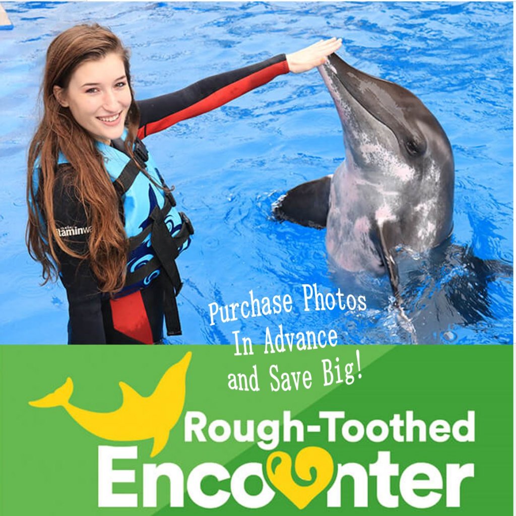 Woman playing with Rough-Toothed Dolphin
