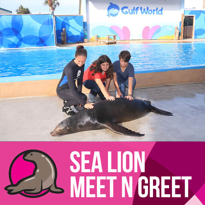 Sea Lion Meet N Greet - Gulf World Marine Park