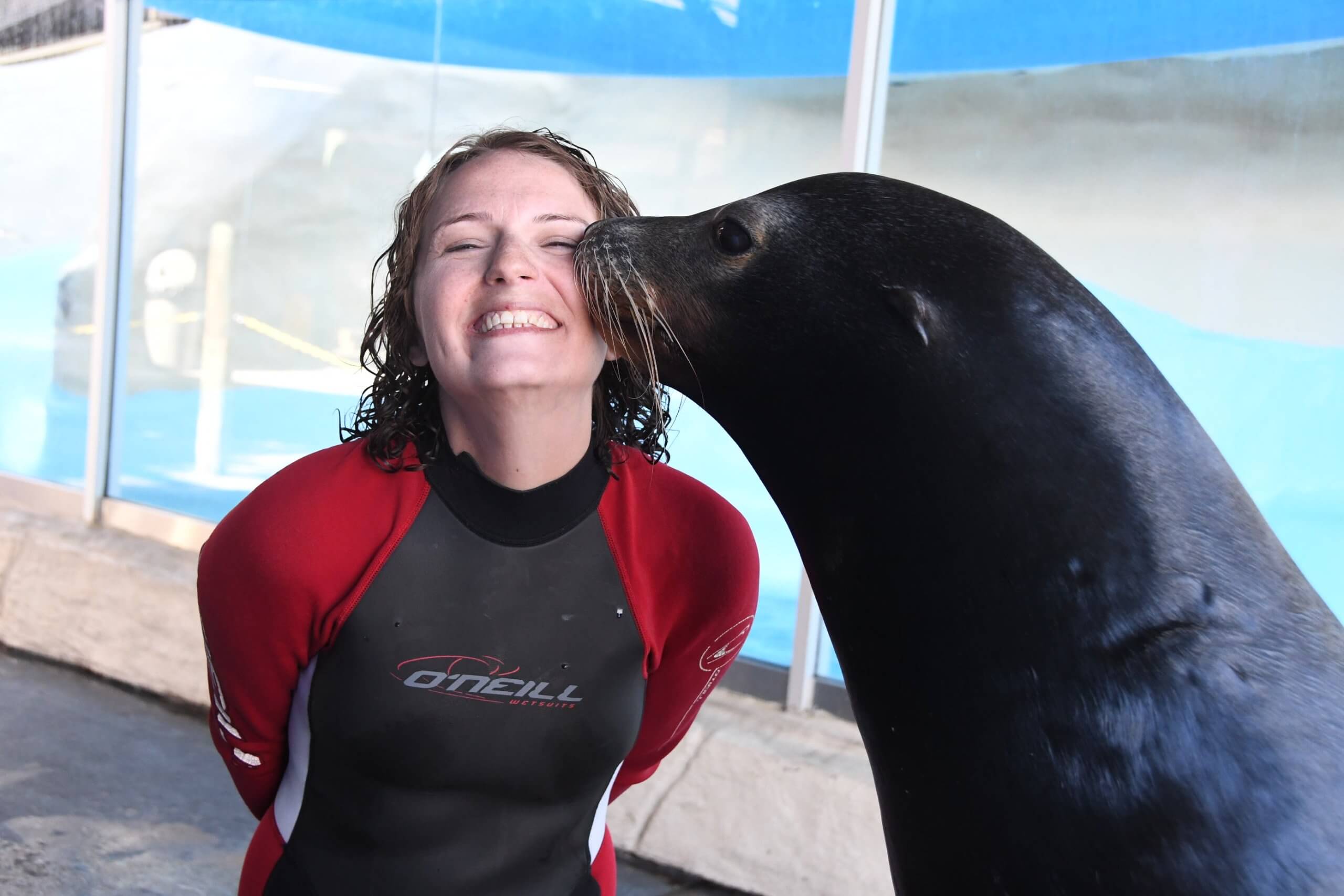 Sea Lion And Harbor Seal Meet N Greet Gulf World Marine Park